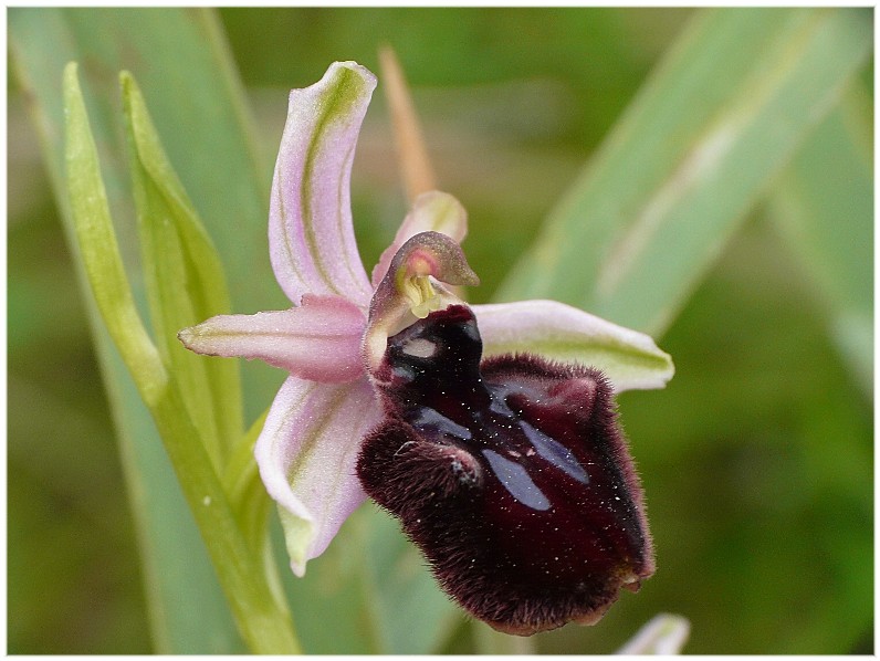 Ibrido Ophrys bertoloniiformis x O. incubacea